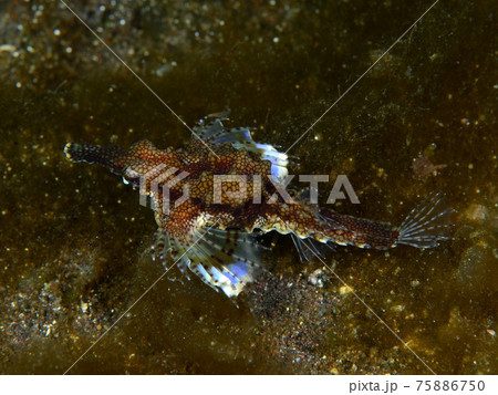 ウミテング 75886750