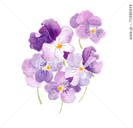 パンジー 水彩画です パンジー 水彩画です 75886848