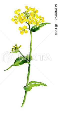 菜の花 水彩画です 菜の花 水彩画です 75886849