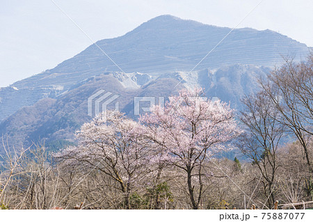 ソメイヨシノ桜を楽しむ春の羊山公園 埼玉県秩父にて 75887077