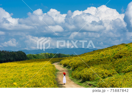 sunflower field sunflower field 75887842