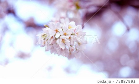 桜の花 75887993