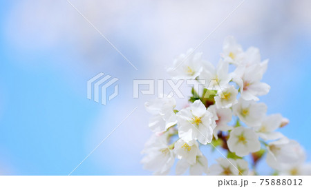 桜の花 75888012