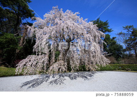 満開の枝垂れ桜 75888059