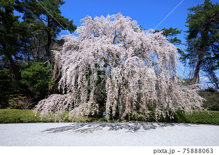 満開の枝垂れ桜 満開の枝垂れ桜 75888063