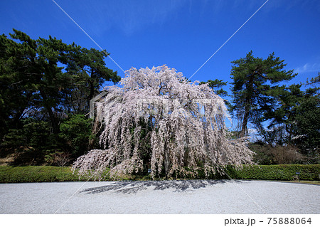 満開の枝垂れ桜 75888064