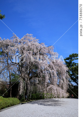 満開の枝垂れ桜 満開の枝垂れ桜 75888070
