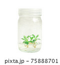 plant tissue culture on white background.white wizard 75888701