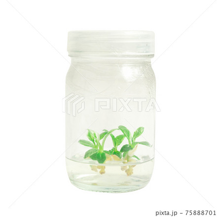 plant tissue culture on white background.white wizard 75888701
