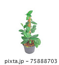 Monstera Karstenianum', house plant with puckered, iridescent leaves on white background 75888703