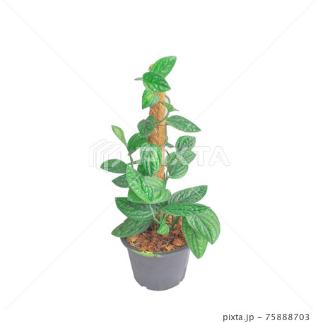 Monstera Karstenianum', house plant with puckered, iridescent leaves on white background 75888703