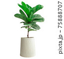 Fiddle leaf fig tree on white background. 75888707
