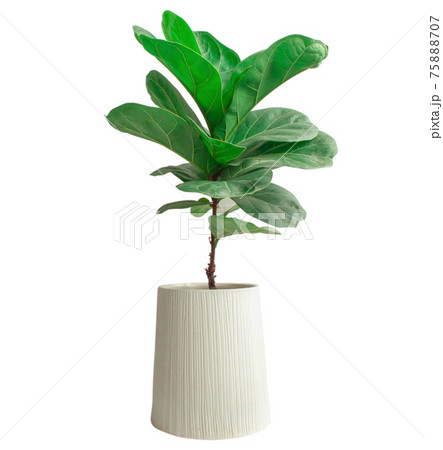 Fiddle leaf fig tree on white background. 75888707