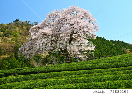 静岡県 牛代(うしんしろ)の桜 静岡県 牛代(うしんしろ)の桜 75889165