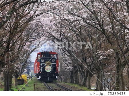嵯峨野トロッコ列車　桜のトンネル 75889433