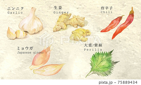 ニンニク、生姜などの薬味イラスト ニンニク 生姜 唐辛子 ミョウガ 大葉 ニンニク、生姜などの薬味イラスト ニンニク 生姜 唐辛子 ミョウガ 大葉 75889434