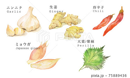 ニンニク 生姜などの薬味イラスト ニンニク 生姜 唐辛子 ミョウガ 大葉のイラスト素材