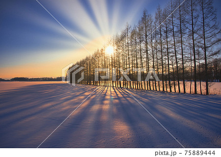 帯広郊外の防雪林に沈む夕日 帯広郊外の防雪林に沈む夕日 75889444