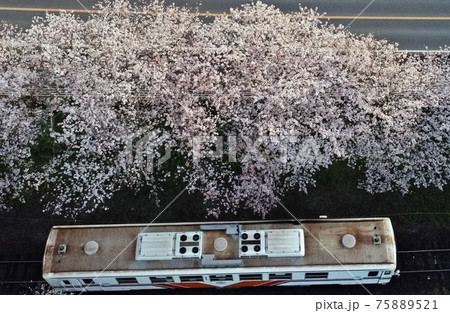 満開桜と気動車 松浦鉄道 浦ノ崎駅 の写真素材