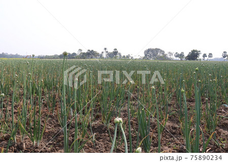 white colored onion flower on firm for harvest white colored onion flower on firm for harvest 75890234