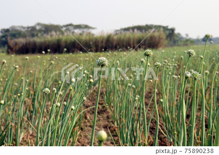 white colored onion flower on firm for harvest white colored onion flower on firm for harvest 75890238