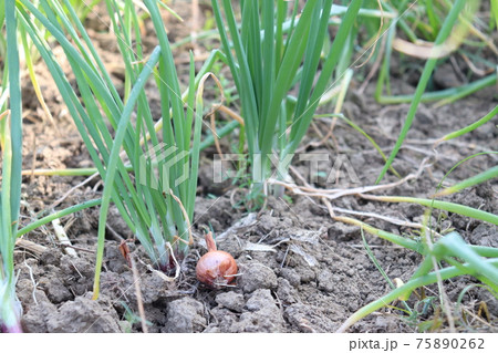 green colored onion leaf on firm for harvest 75890262