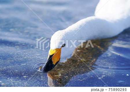 水を飲む一羽の白鳥 北海道の写真素材