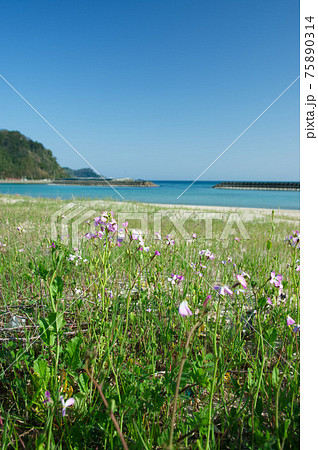 島根半島 千酌ビーチ 島根半島 千酌ビーチ 75890314