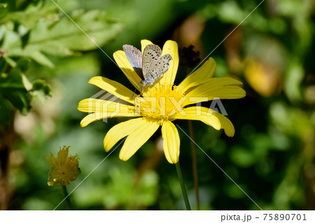 三鷹中原に咲く黄色いマーガレットコスモスの花 三鷹中原に咲く黄色いマーガレットコスモスの花 75890701