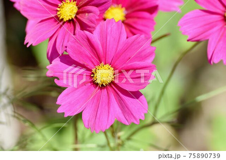三鷹中原に咲くピンクのコスモスの花 三鷹中原に咲くピンクのコスモスの花 75890739