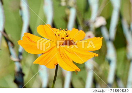 三鷹中原に咲くオレンジ色のキバナコスモスの花 75890889