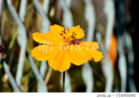 三鷹中原に咲くオレンジ色のキバナコスモスの花 三鷹中原に咲くオレンジ色のキバナコスモスの花 75890890