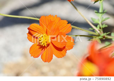 三鷹中原に咲くオレンジ色のキバナコスモスの花 75890892