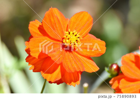 三鷹中原に咲くオレンジ色のキバナコスモスの花 75890893