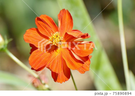 三鷹中原に咲くオレンジ色のキバナコスモスの花 三鷹中原に咲くオレンジ色のキバナコスモスの花 75890894