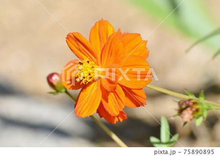 三鷹中原に咲くオレンジ色のキバナコスモスの花 75890895