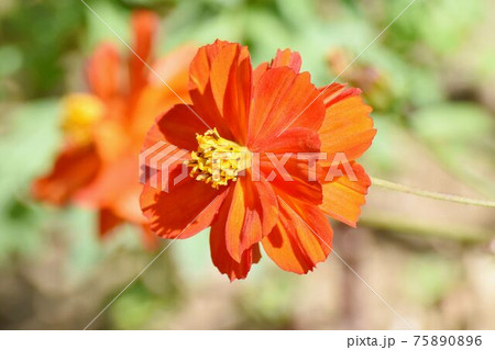 三鷹中原に咲くオレンジ色のキバナコスモスの花 75890896