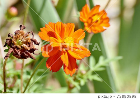 三鷹中原に咲くオレンジ色のキバナコスモスの花 三鷹中原に咲くオレンジ色のキバナコスモスの花 75890898