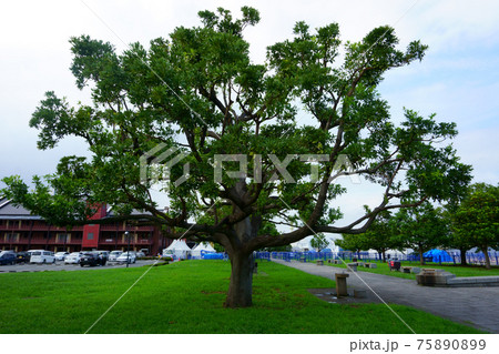 Beautiful tree. Yokohama Red Brick Warehouse shopping complex in background Beautiful tree. Yokohama Red Brick Warehouse shopping complex in background 75890899