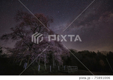 戸津辺の桜 75891006