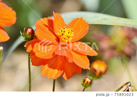 三鷹中原に咲くオレンジ色のキバナコスモスの花 75891023