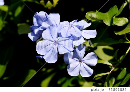 三鷹中原に咲く淡い青色のルリマツリの花 75891025