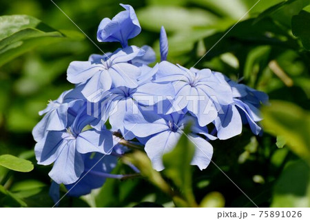 三鷹中原に咲く淡い青色のルリマツリの花 75891026