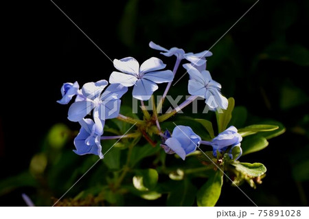 三鷹中原に咲く淡い青色のルリマツリの花 75891028