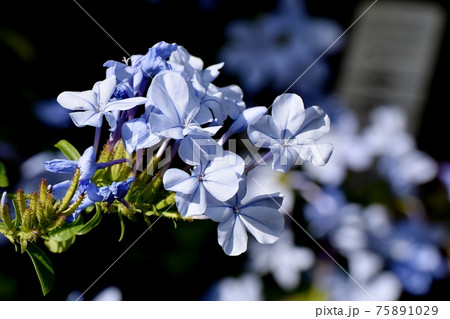 三鷹中原に咲く淡い青色のルリマツリの花 75891029