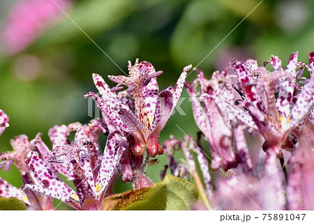 三鷹中原に咲く赤紫色のホトトギスの花 75891047