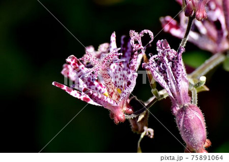 三鷹中原に咲く赤紫色のホトトギスの花 75891064