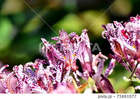 三鷹中原に咲く赤紫色のホトトギスの花 75891077