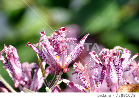 三鷹中原に咲く赤紫色のホトトギスの花 75891078