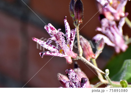 三鷹中原に咲く赤紫色のホトトギスの花 75891080